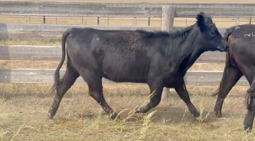 Spring calving 900-950 lb heifers! PRICED RIGHT!- BH916A5